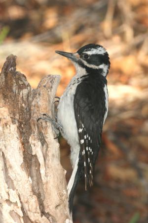 Photo (4): Hairy Woodpecker