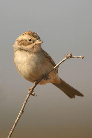 Photo (1): Brewer's Sparrow