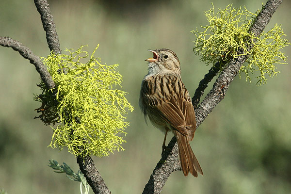 Photo (4): Brewer's Sparrow