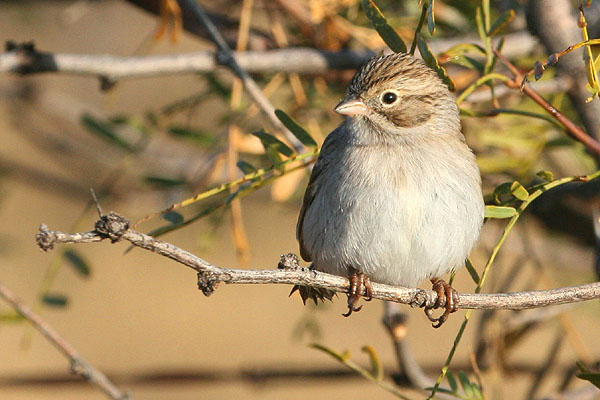 Photo (3): Brewer's Sparrow