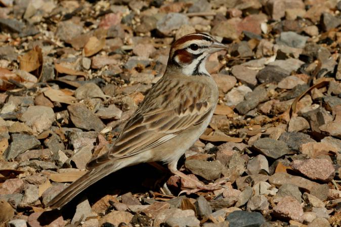 Photo (2): Lark Sparrow