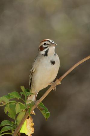 Photo (14): Lark Sparrow