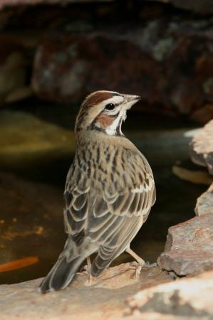 Photo (10): Lark Sparrow