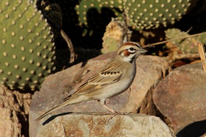 Photo (3): Lark Sparrow