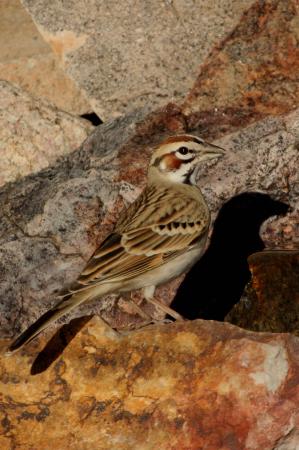 Photo (8): Lark Sparrow