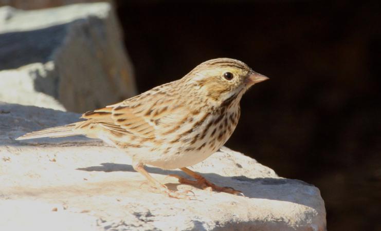 Photo (18): Savannah Sparrow