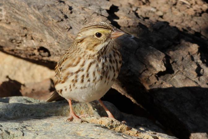 Photo (5): Savannah Sparrow