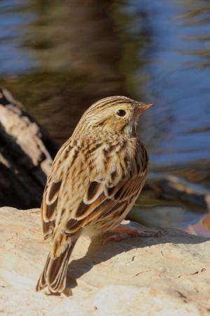 Photo (8): Savannah Sparrow