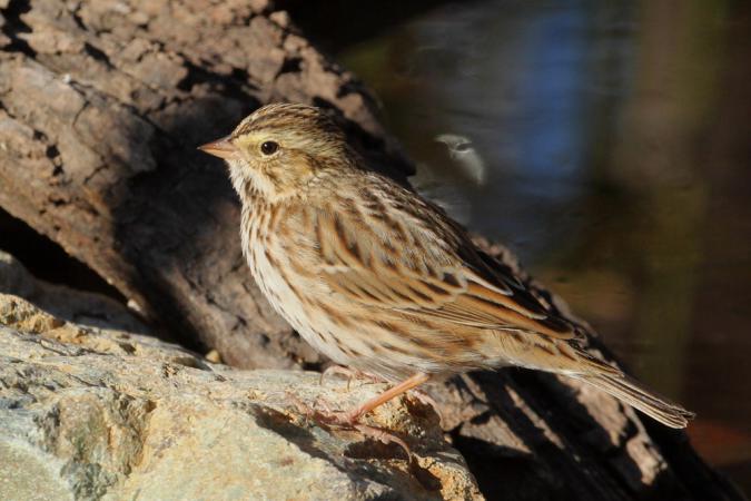 Photo (6): Savannah Sparrow