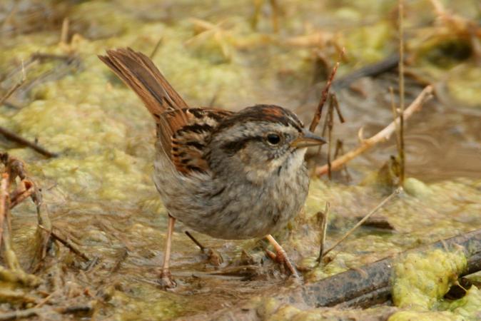 Photo (2): Swamp Sparrow