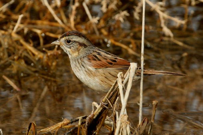 Photo (4): Swamp Sparrow