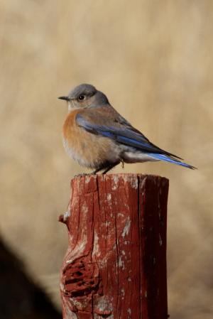 Photo (15): Western Bluebird