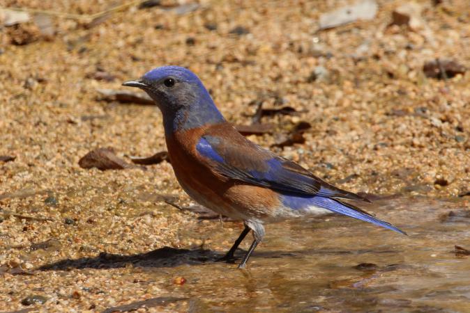 Photo (1): Western Bluebird