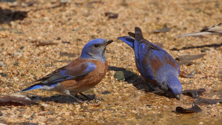 Photo (9): Western Bluebird
