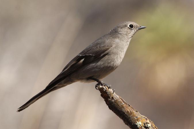 Photo (1): Townsend's Solitaire