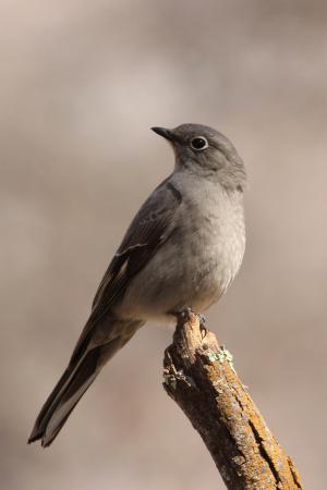 Photo (2): Townsend's Solitaire