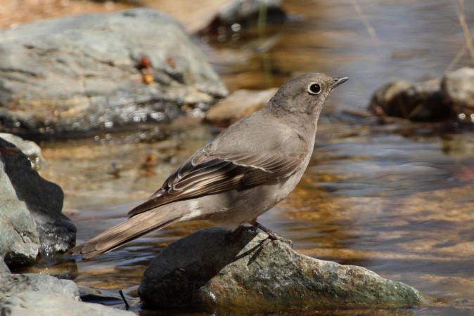 Photo (3): Townsend's Solitaire