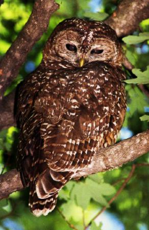 Photo (5): Spotted Owl