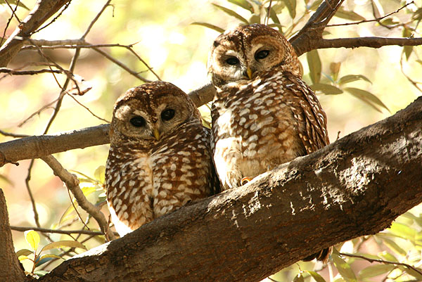 Photo (2): Spotted Owl