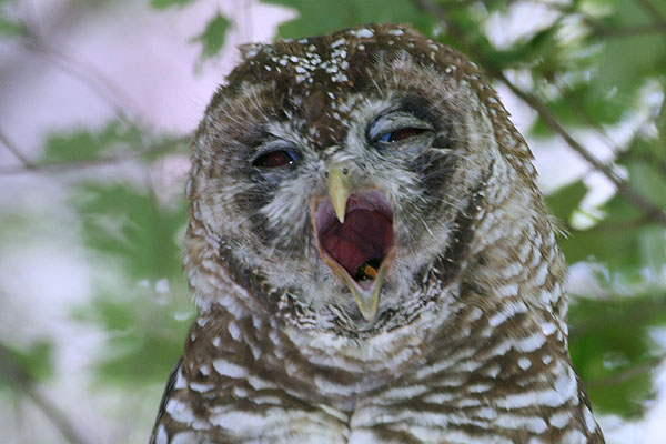 Photo (6): Spotted Owl