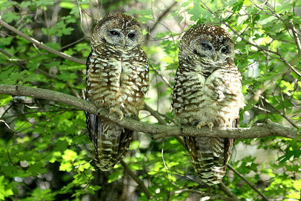 Photo (1): Spotted Owl