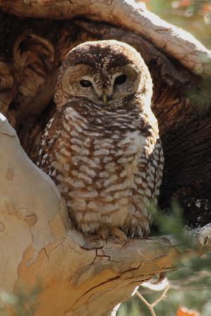 Photo (7): Spotted Owl
