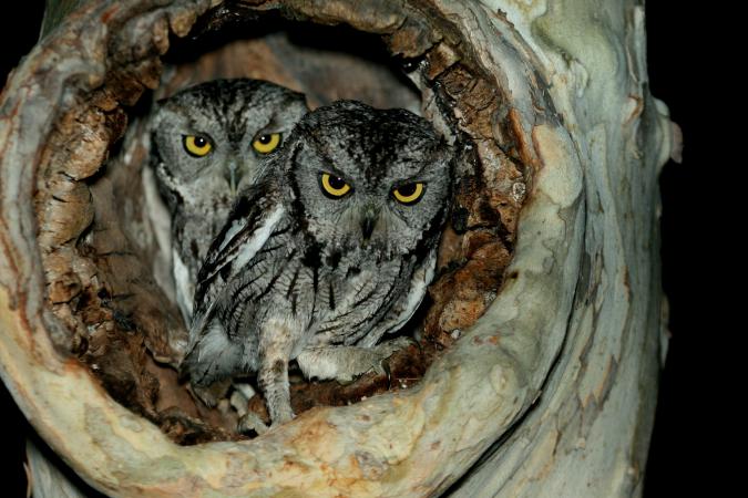 Photo (1): Western Screech-Owl