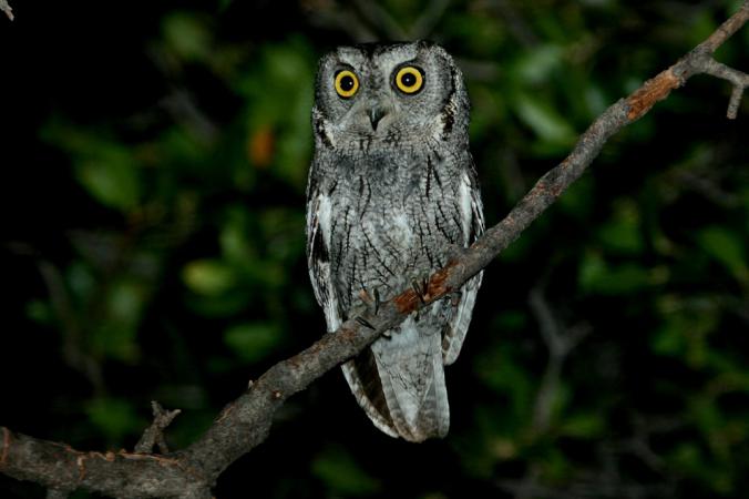 Photo (3): Western Screech-Owl
