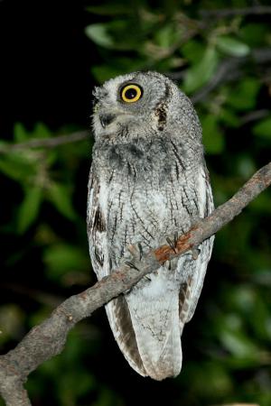 Photo (6): Western Screech-Owl