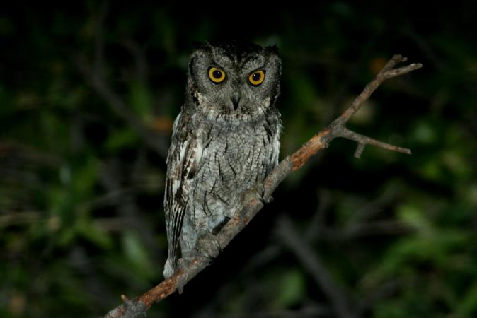 Photo (7): Western Screech-Owl
