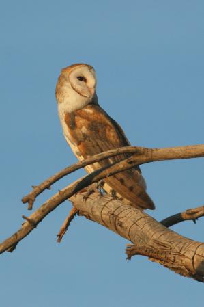 Photo (3): Barn Owl
