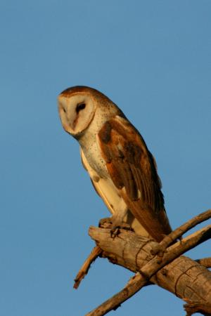Photo (6): Barn Owl