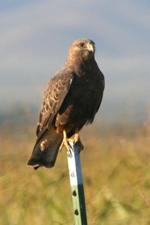 Photo (12): Swainson's Hawk