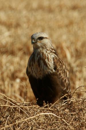 Photo (7): Rough-legged Hawk