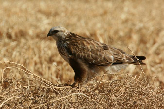 Photo (5): Rough-legged Hawk