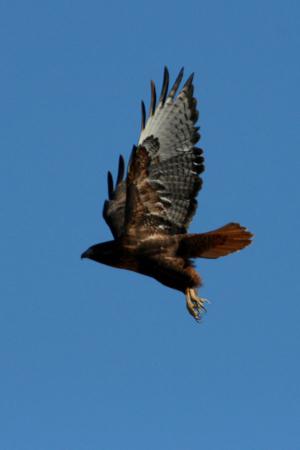 Photo (9): Red-tailed Hawk