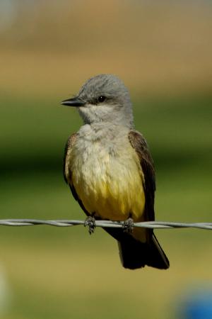 Photo (2): Western Kingbird