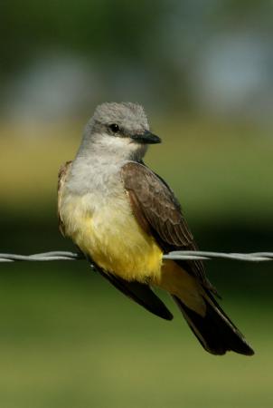 Photo (4): Western Kingbird