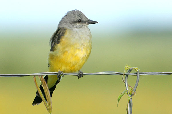 Photo (10): Western Kingbird