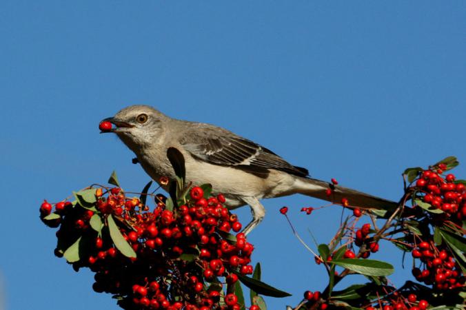 Photo (14): Northern Mockingbird