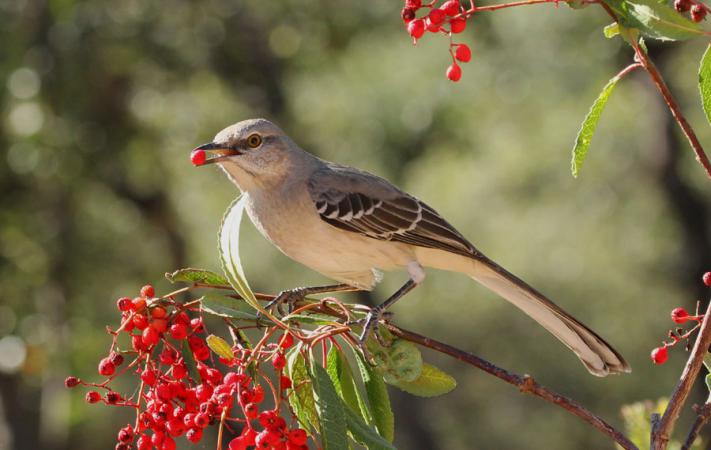 Photo (16): Northern Mockingbird