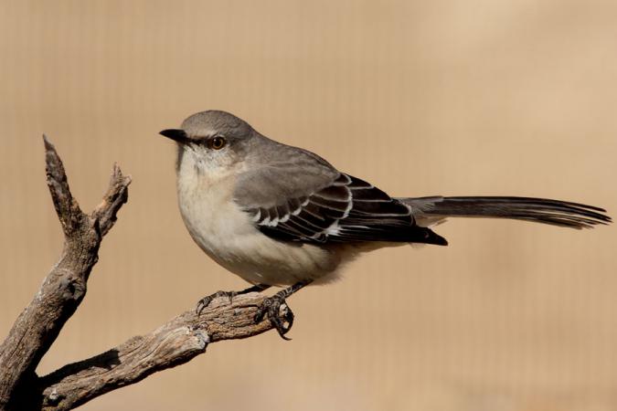 Photo (7): Northern Mockingbird