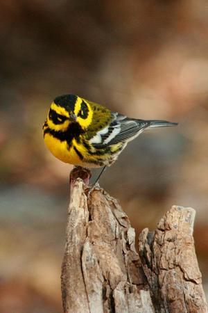 Photo (15): Townsend's Warbler