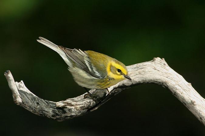 Photo (2): Townsend's Warbler