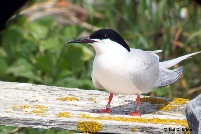Photo (2): Roseate Tern