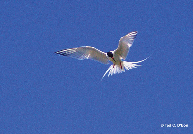 Photo (3): Roseate Tern