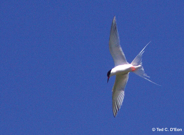 Photo (5): Roseate Tern