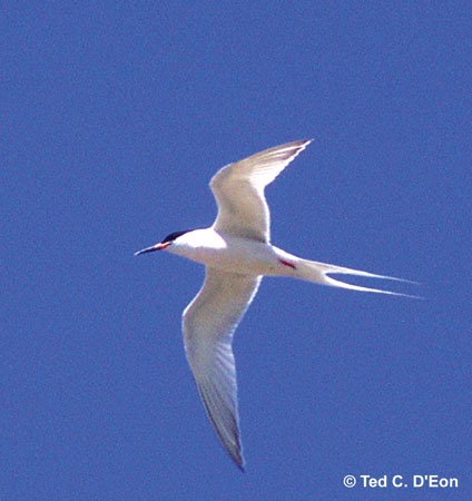 Photo (6): Roseate Tern