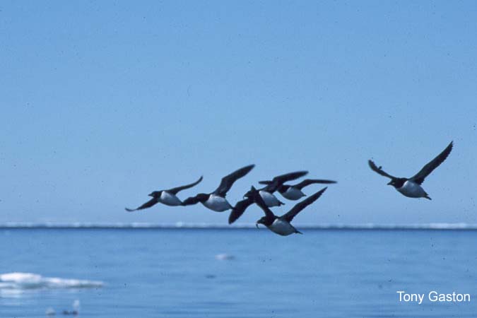 Photo (2): Thick-billed Murre