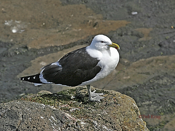 Photo (6): Great Black-backed Gull